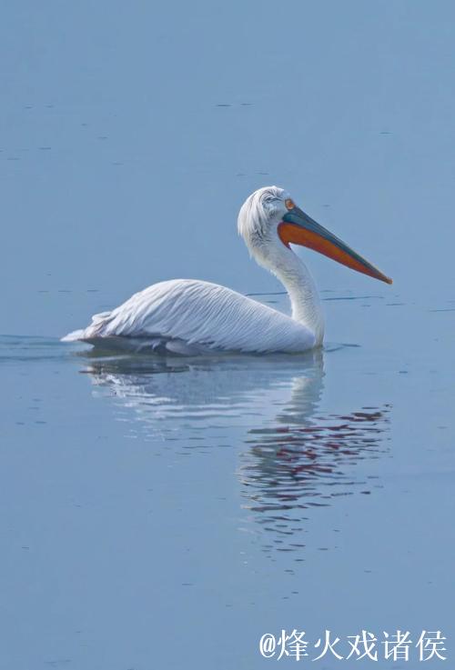 卷羽鹈鹕张大嘴飞行的原因是什么？